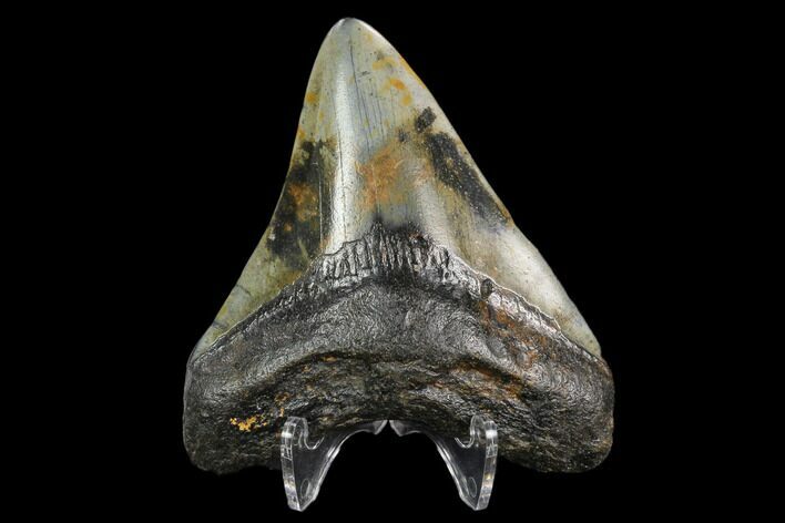 Fossil Megalodon Tooth - North Carolina #129968